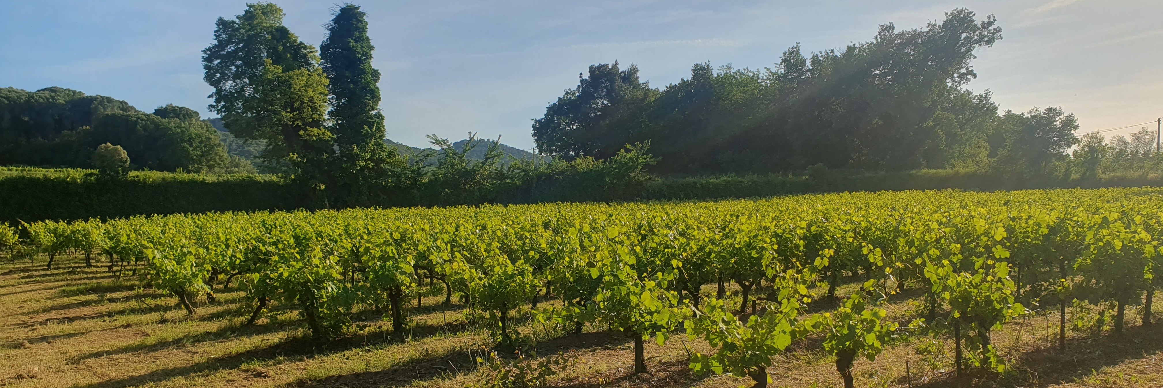 Mas des Pelsdier - outdoor