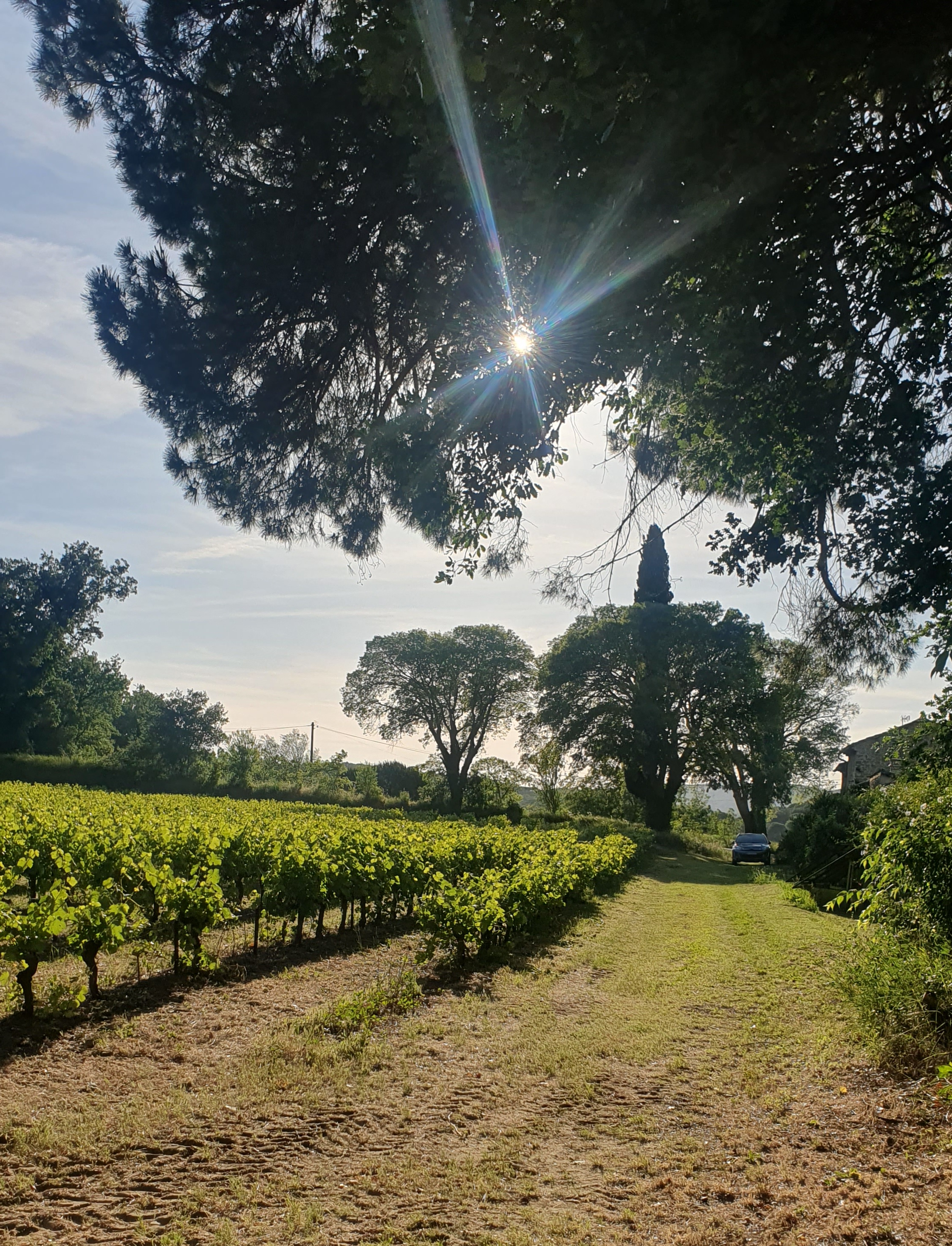les vignes à côté de la maison